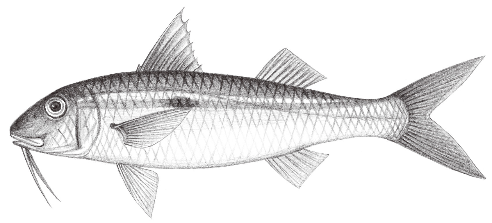 1482.	黃帶擬羊魚 Mulloidichthys flavolineatus (Lacépède, 1801)