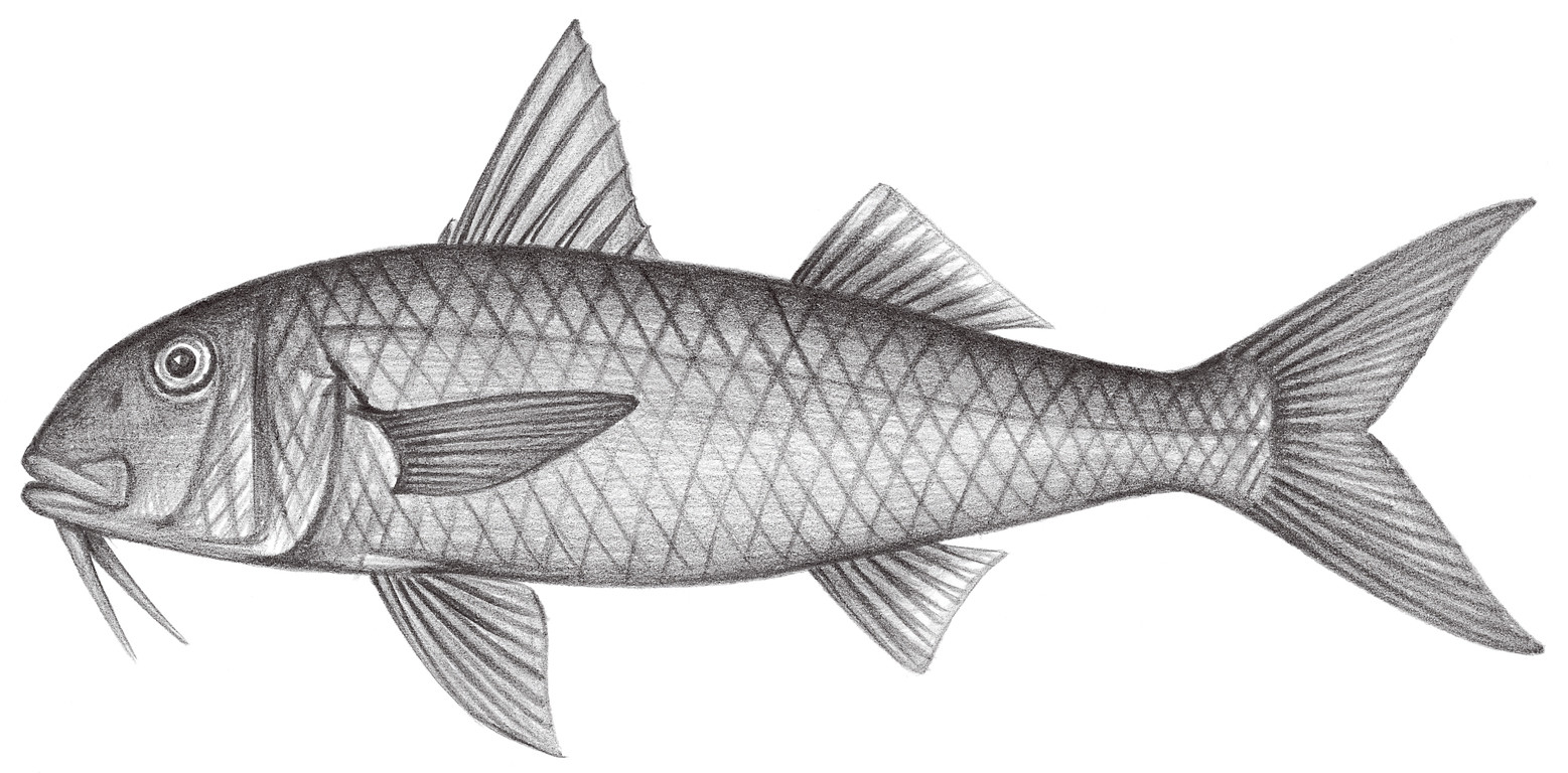 1483.	紅背擬羊魚 Mulloidichthys pflugeri (Steindachner, 1900)