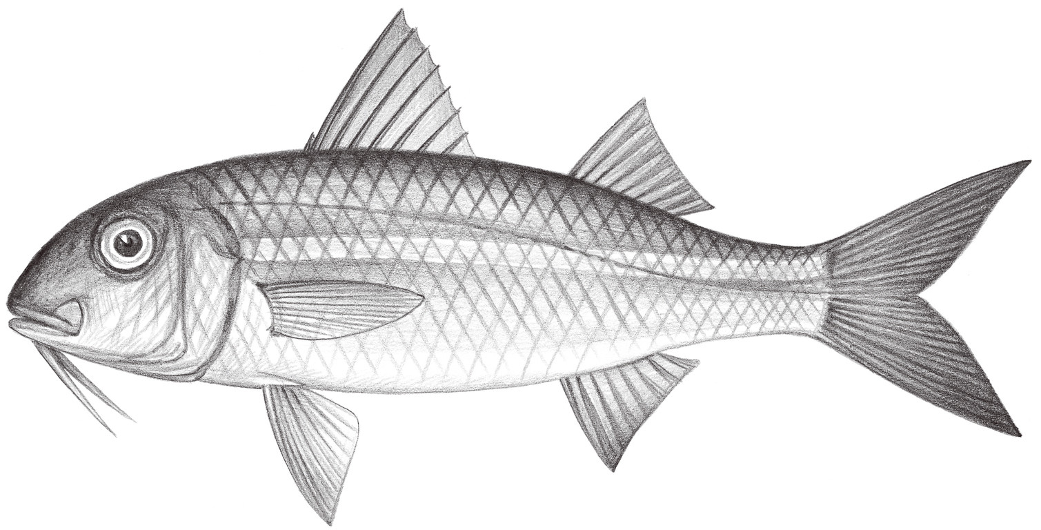 1484.	金帶擬羊魚 Mulloidichthys vanicolensis (Valenciennes, 1831)