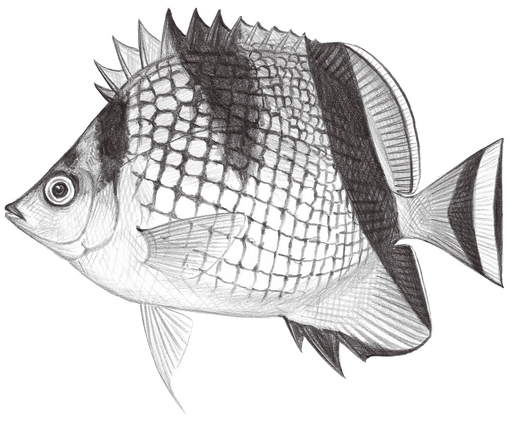 1518.	銀身蝴蝶魚 Chaetodon argentatus Smith & Radcliffe, 1911