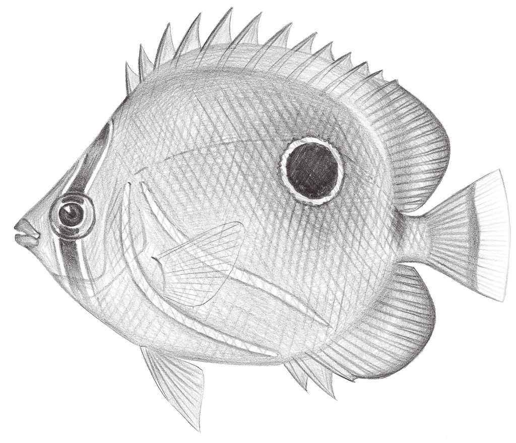 1522.	本氏蝴蝶魚 Chaetodon bennetti Cuvier, 1831