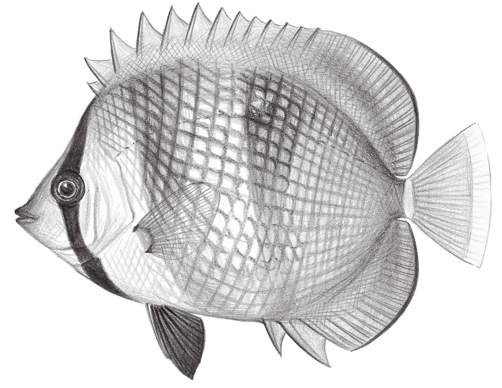 1526.	克氏蝴蝶魚 Chaetodon kleinii Bloch, 1790