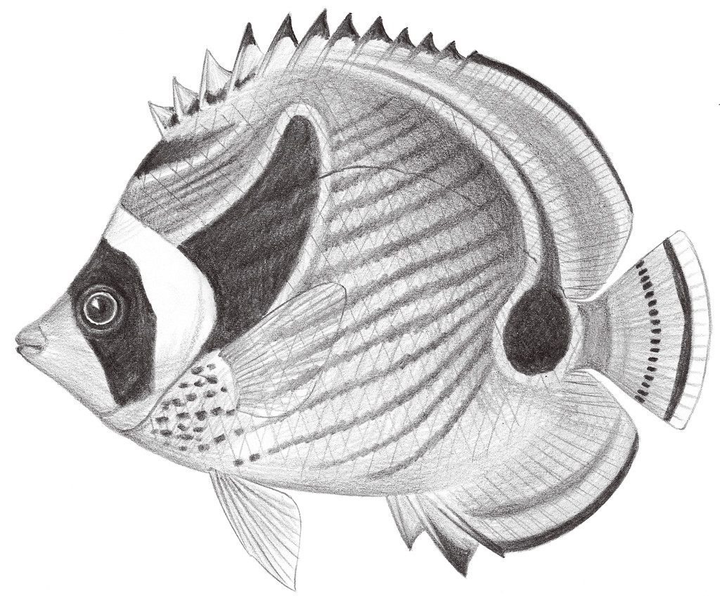 1528.	月斑蝴蝶魚 Chaetodon lunula (Lacépède, 1802)