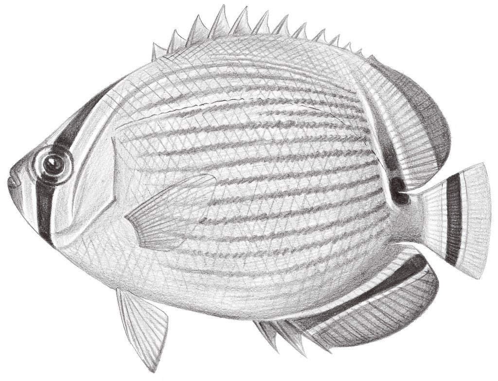 1529.	弓月蝴蝶魚 Chaetodon lunulatus Quoy & Gaimard, 1825