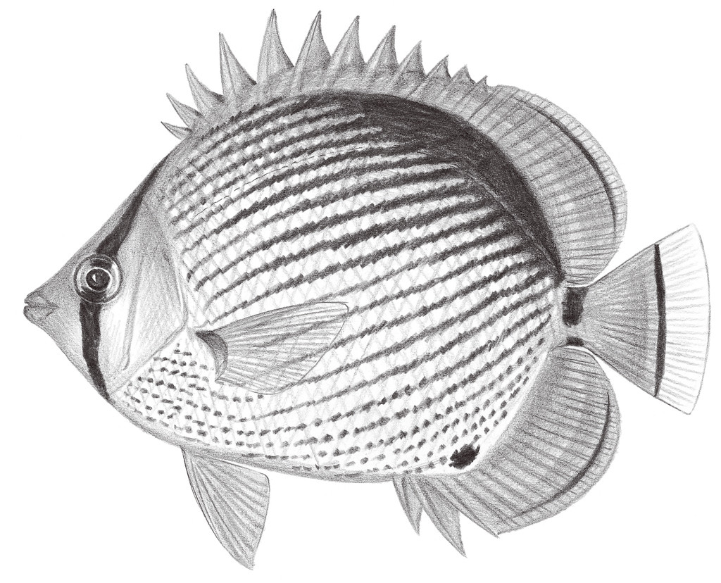 1530.	黑背蝴蝶魚 Chaetodon melannotus Bloch & Schneider, 1801