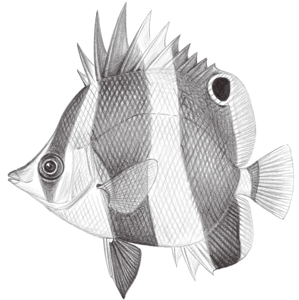 1532.	尖嘴蝴蝶魚 Chaetodon modestus Temminck & Schlegel, 1844