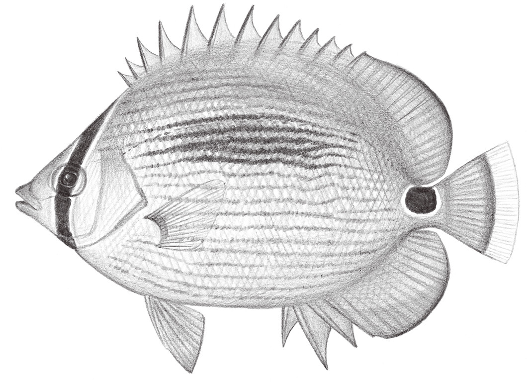 1536.	藍斑蝴蝶魚 Chaetodon plebeius Civuer, 1831