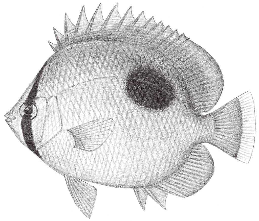 1543.	鏡斑蝴蝶魚 Chaetodon specullum Cuvier, 1831