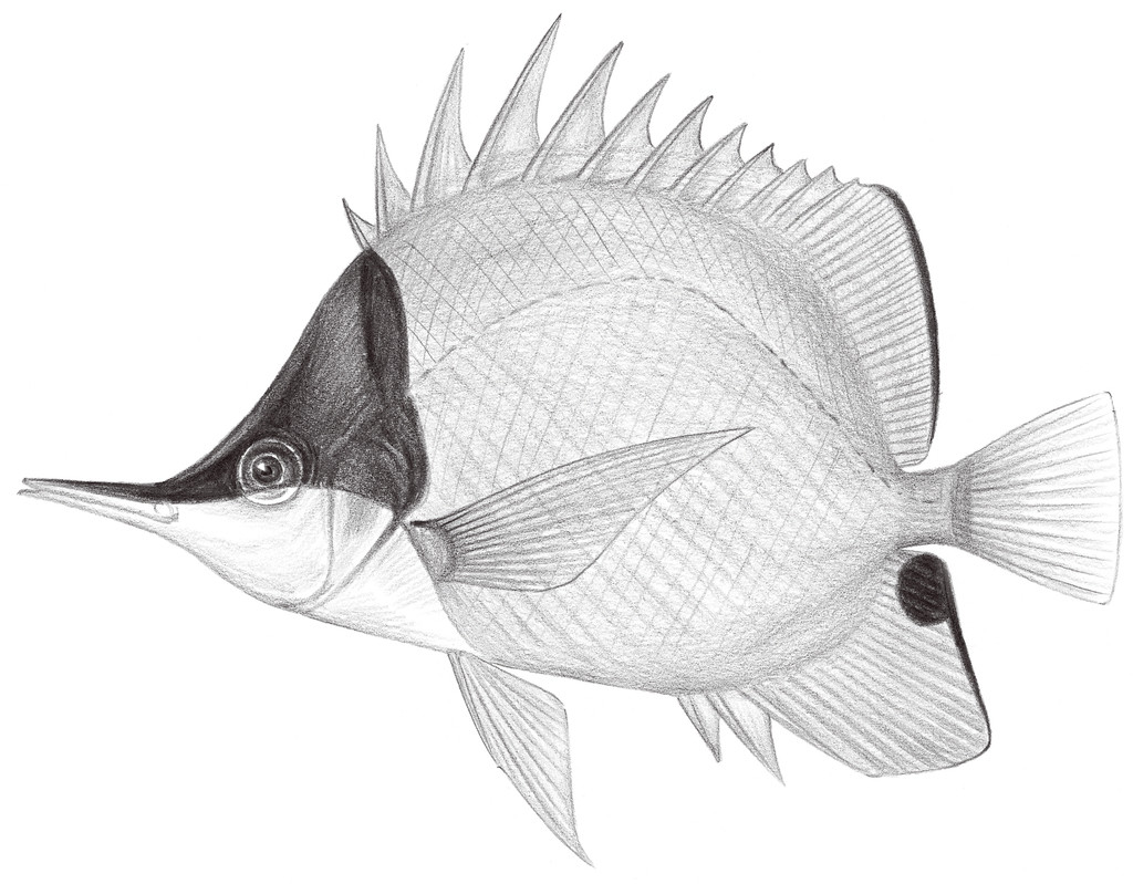 1553.	黃鑷口魚 Forcipiger flavissimus Jordan & McGregor, 1898
