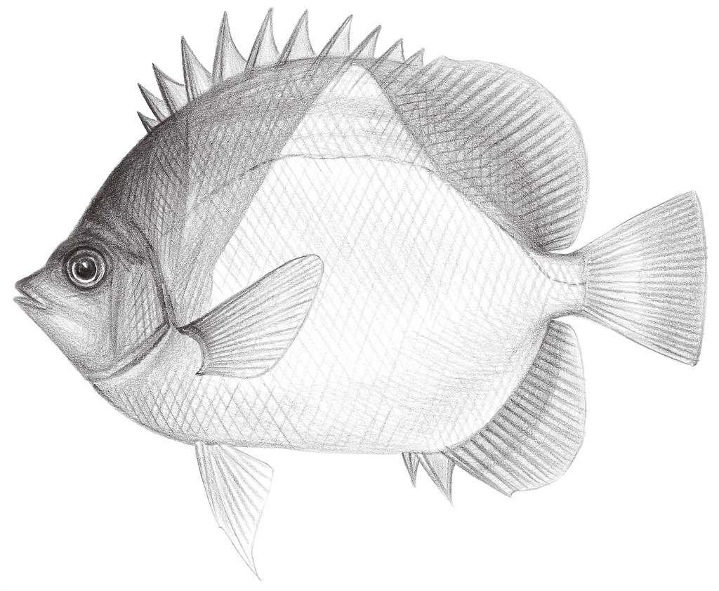 1555.	銀斑蝶魚 Hemitaurichthys polyleps (Bleeker, 1857)