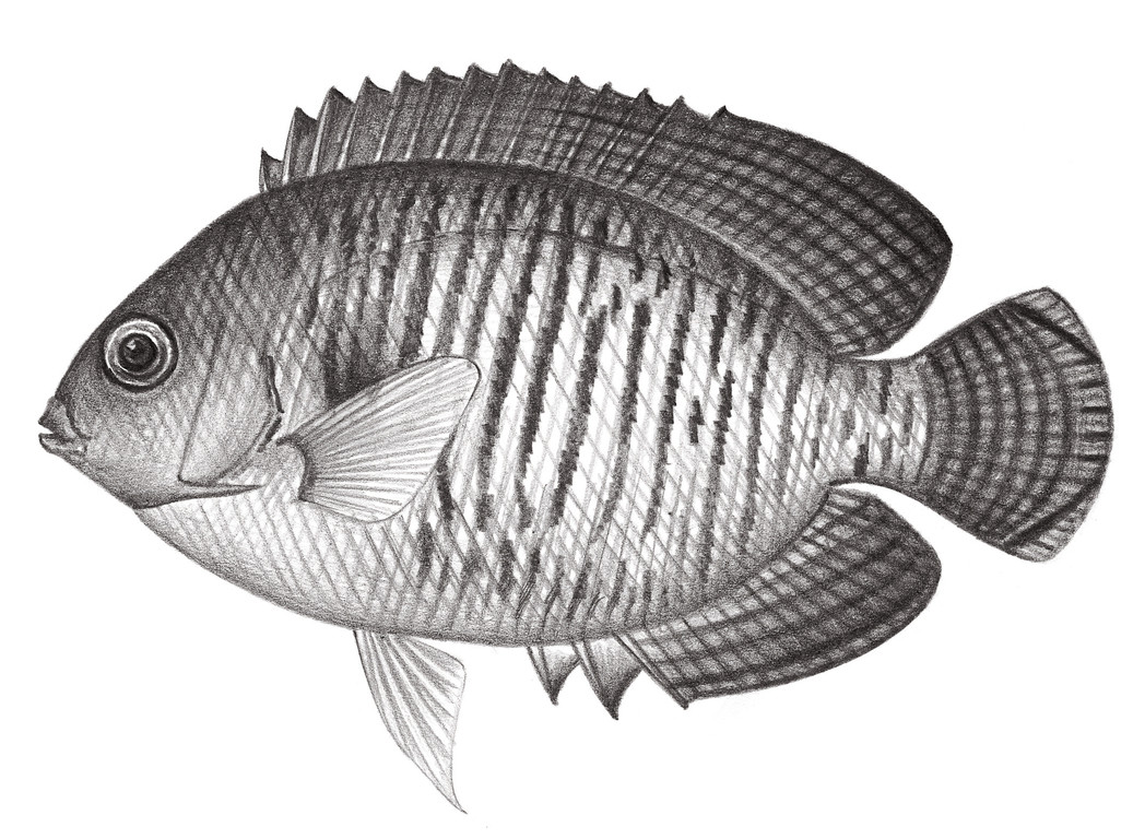 1563.	雙棘刺尻魚 Centropyge bispinosus (Günther, 1860)