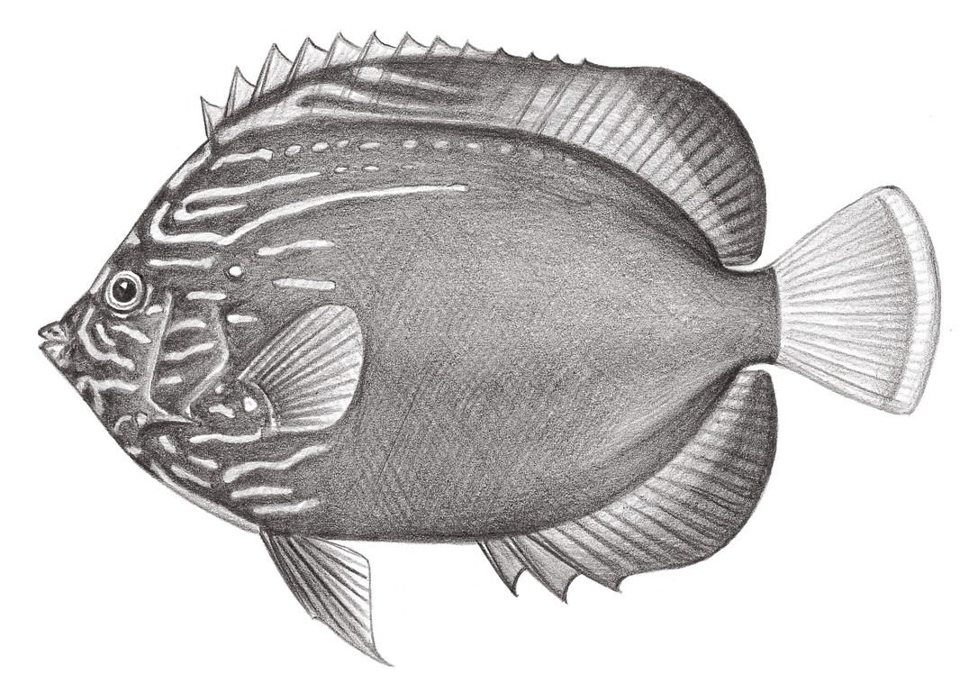 1572.	黃頭荷包魚 Chaetodontoplus chrysocephalus (Bleeker, 1854)