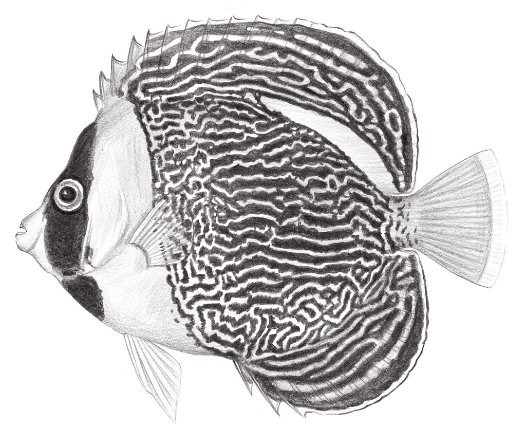 1573.	杜氏荷包魚 Chaetodontoplus duboulayi (Günther, 1867)