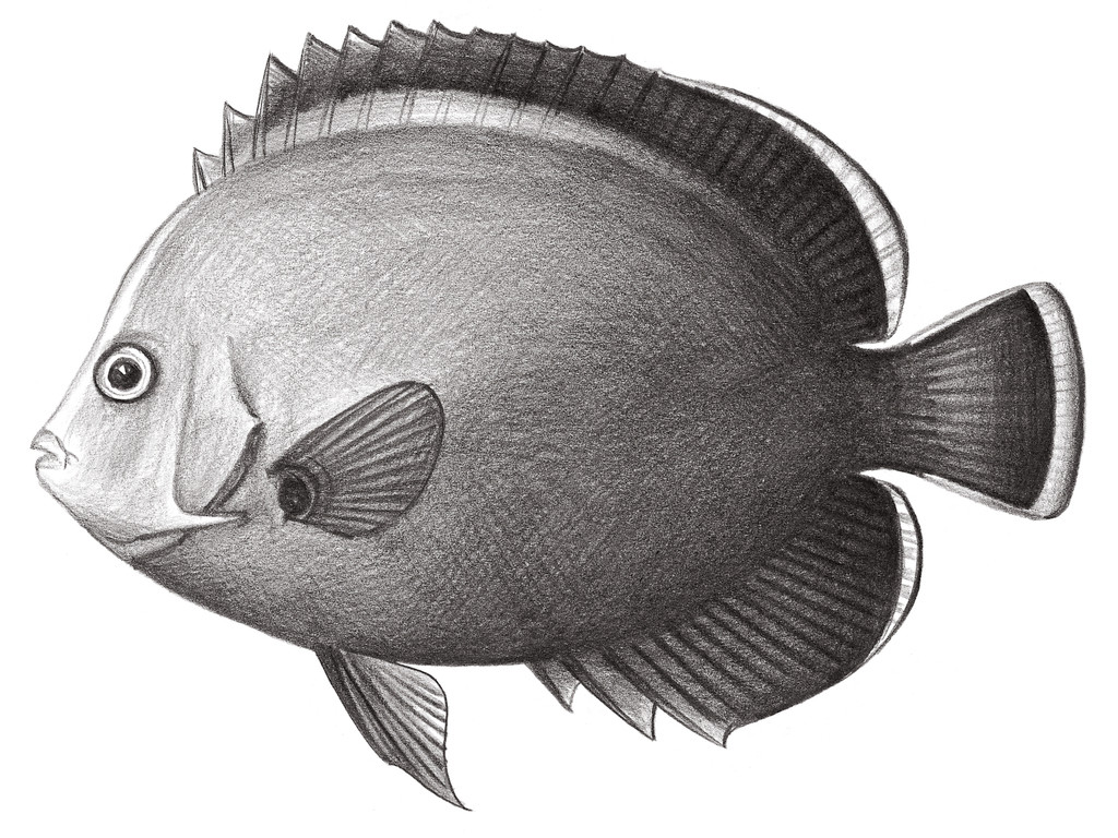 1574.	黑身荷包魚 Chaetodontoplus melanosoma (Bleeker, 1853)