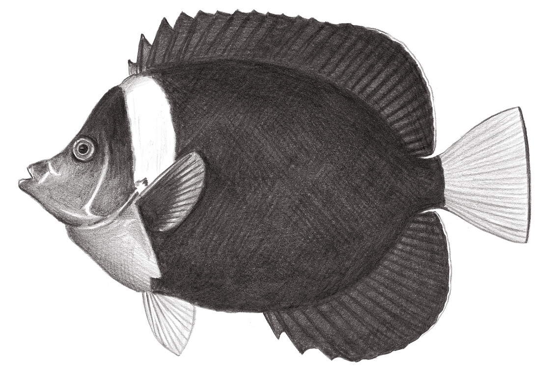1575.	罩面荷包魚 Chaetodontoplus personifer, (McCulloch, 1914