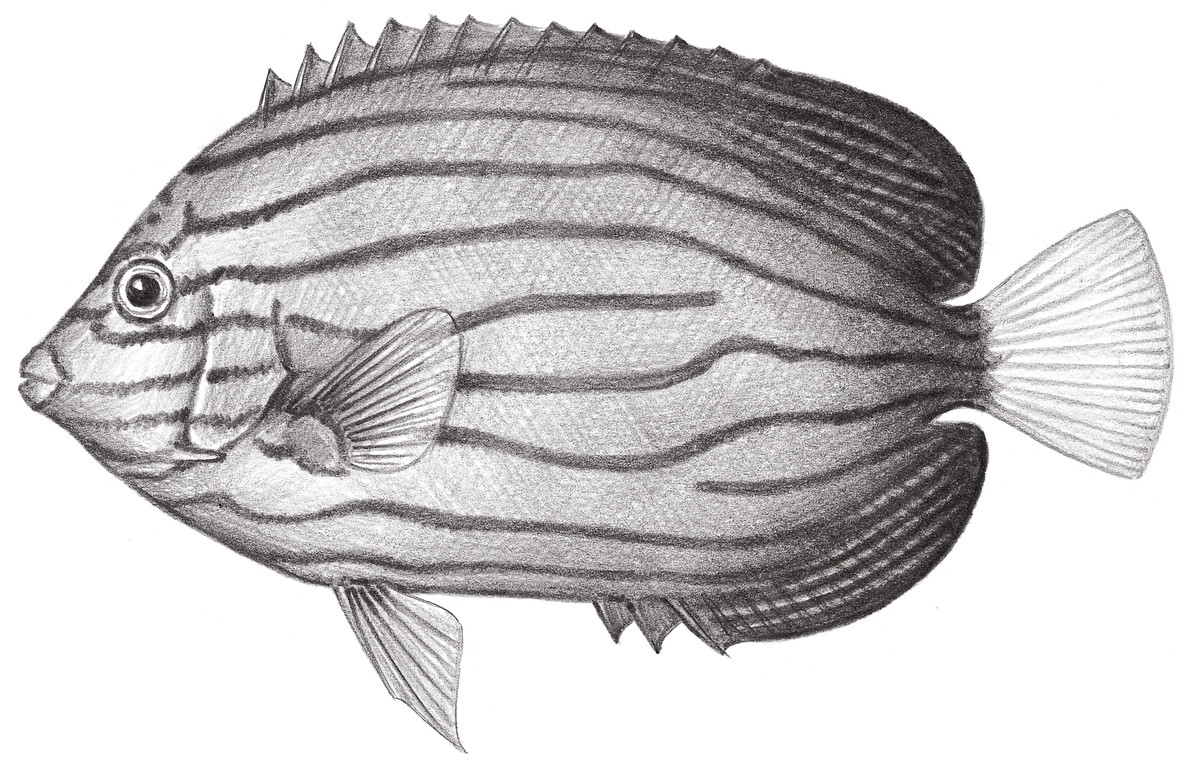 1576.	藍帶荷包魚 Chaetodontoplus septentrionalis (Temminck & Schlegel, 1844