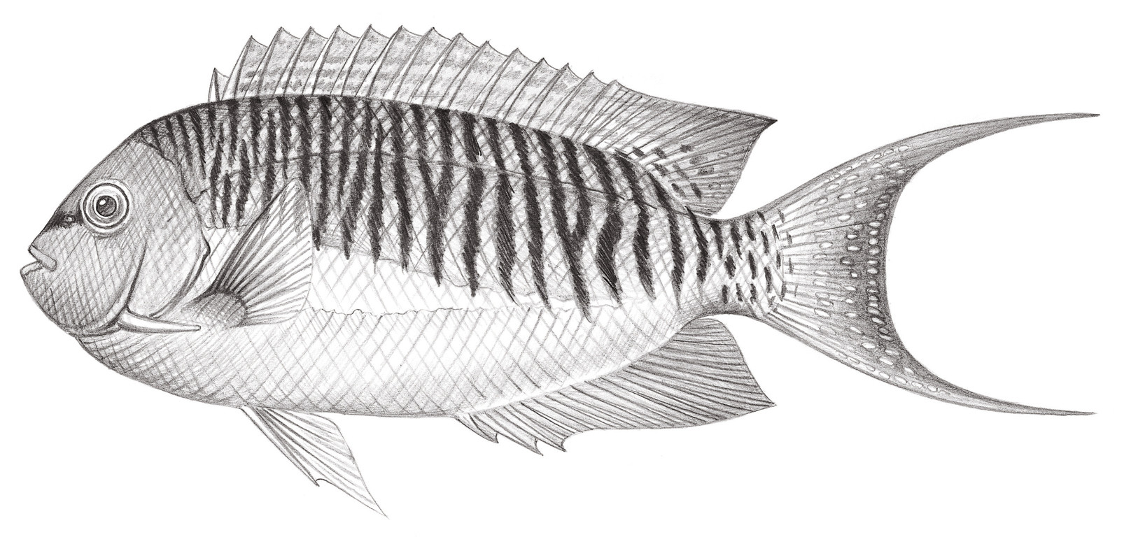 1579.	半紋背頰刺魚 Genicanthus semifasciatus (Kamohara, 1934)