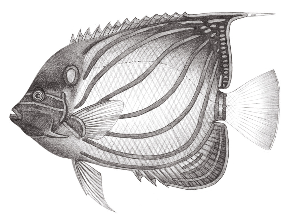 1583.	環紋蓋刺魚 Pomacanthus annularis (Bloch, 1787)