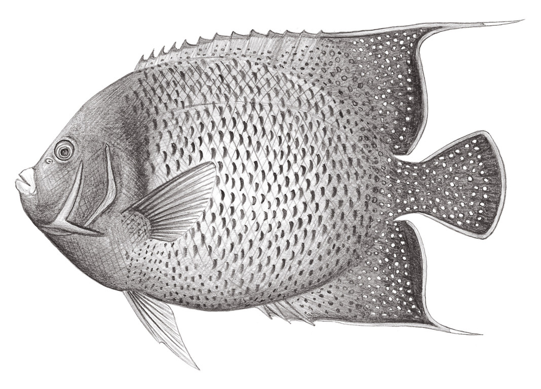 1585.	半環蓋刺魚 Pomacanthus semicirculatus (Cuvier, 1831)