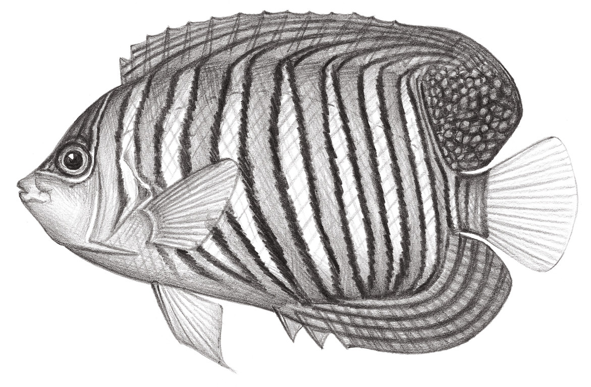 1587.	雙棘甲尻魚 Pygoplites diacanthus (Boddaert, 1772)