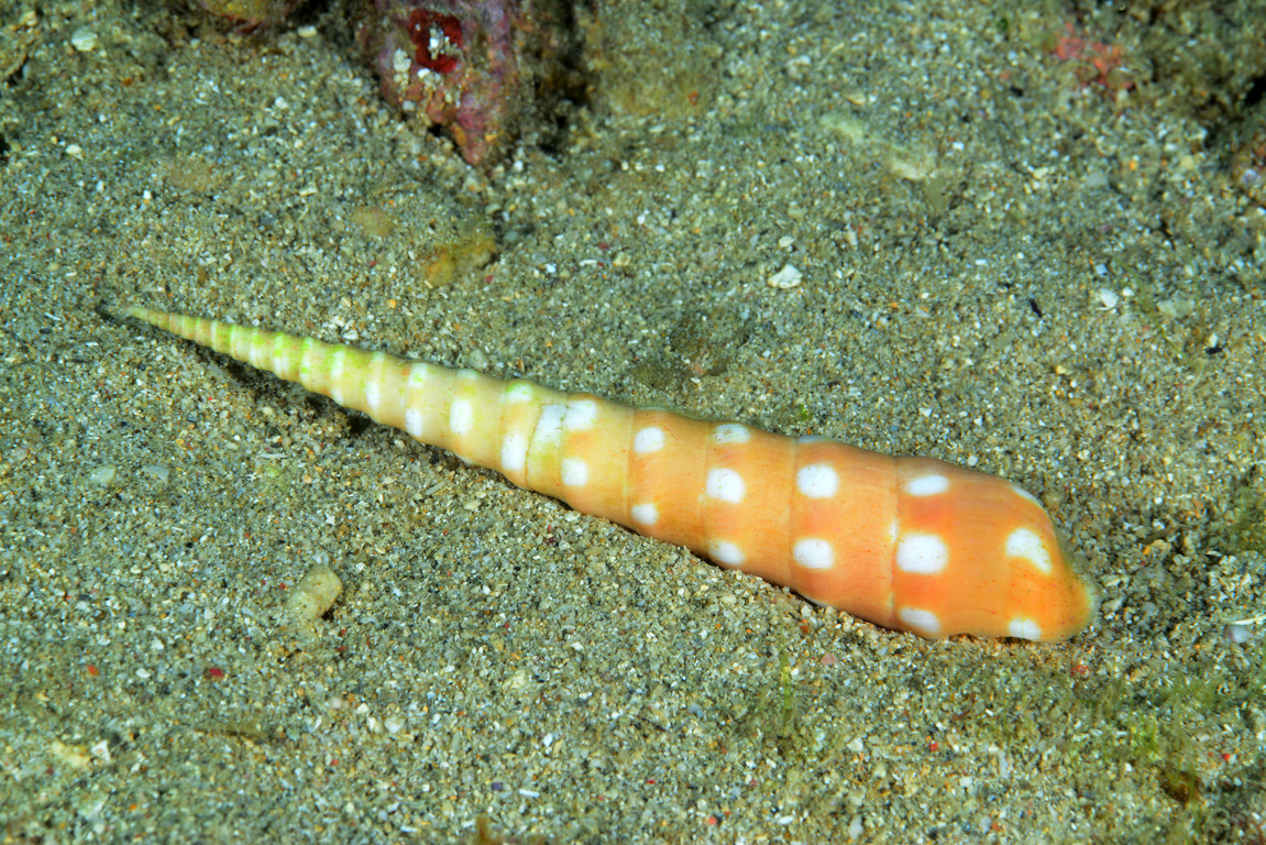 大斑筍螺