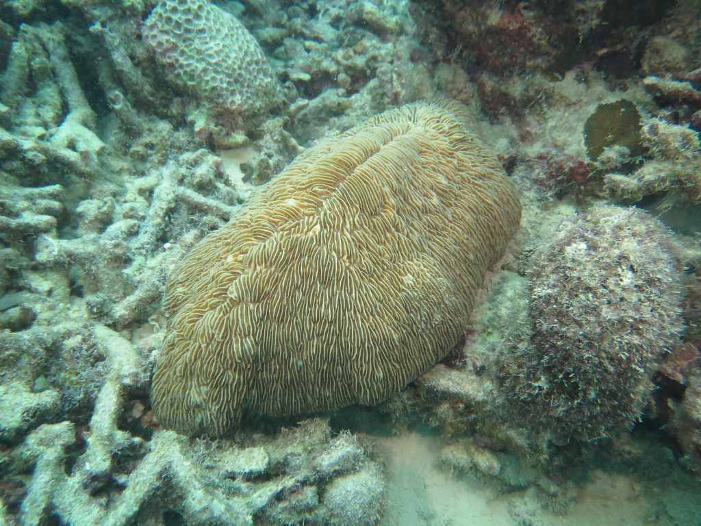 蕈珊瑚