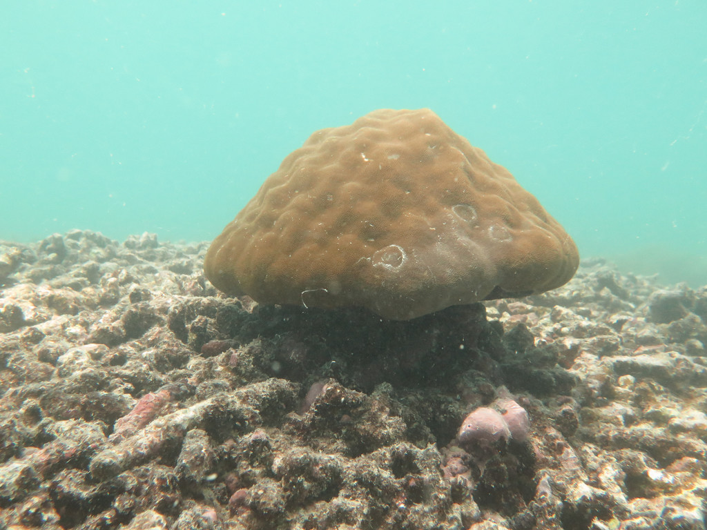 鐘形微孔珊瑚