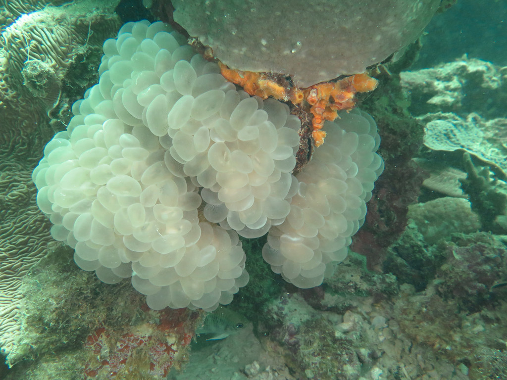 泡紋珊瑚