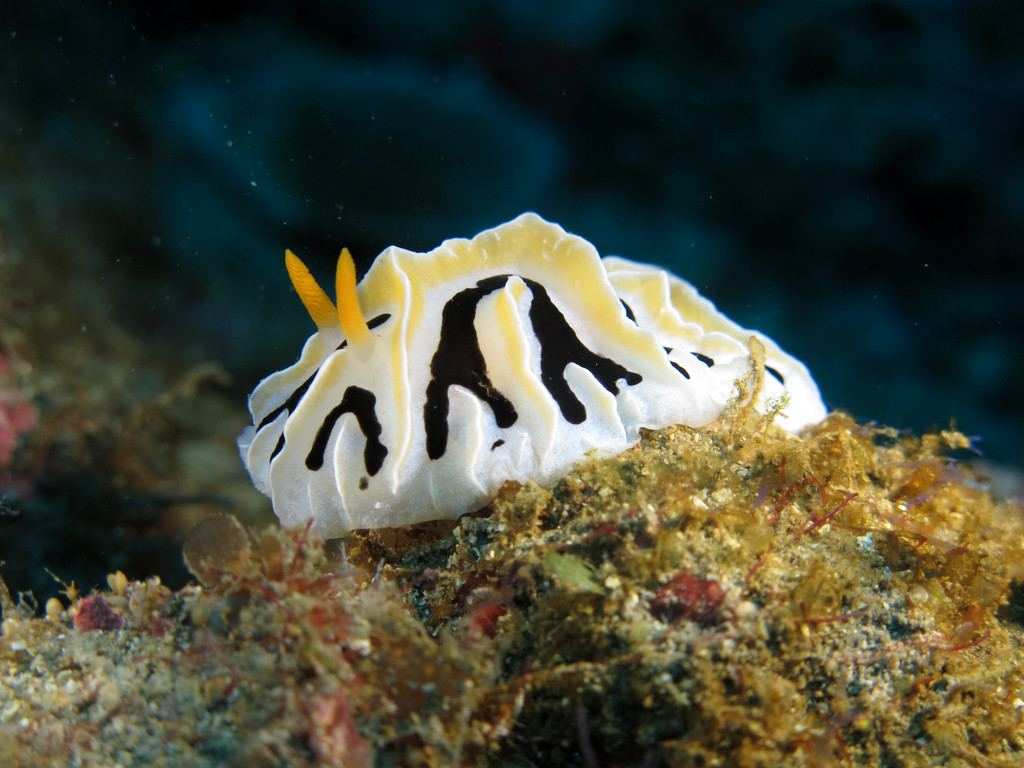 脊狀葉海蛞蝓