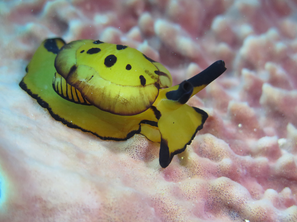 馬丁側鰓海蛞蝓