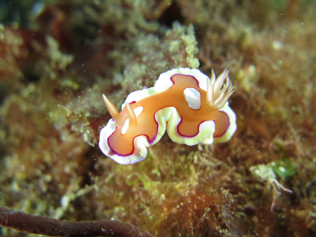 寬紋多彩海蛞蝓