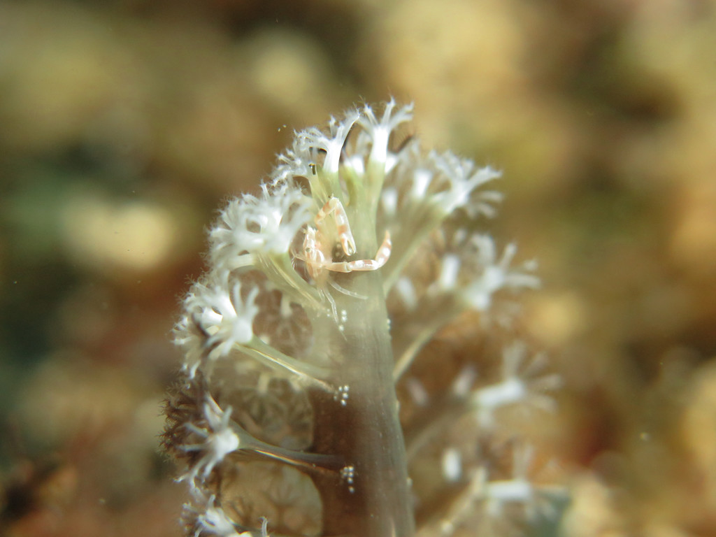 軟珊瑚瓷蟹