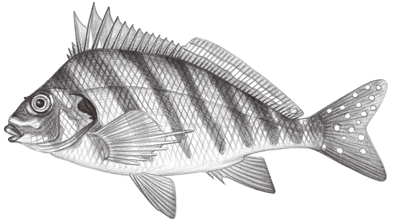1612.	花尾鷹 Cheilodactylus zonatus (Cuvier, 1830)