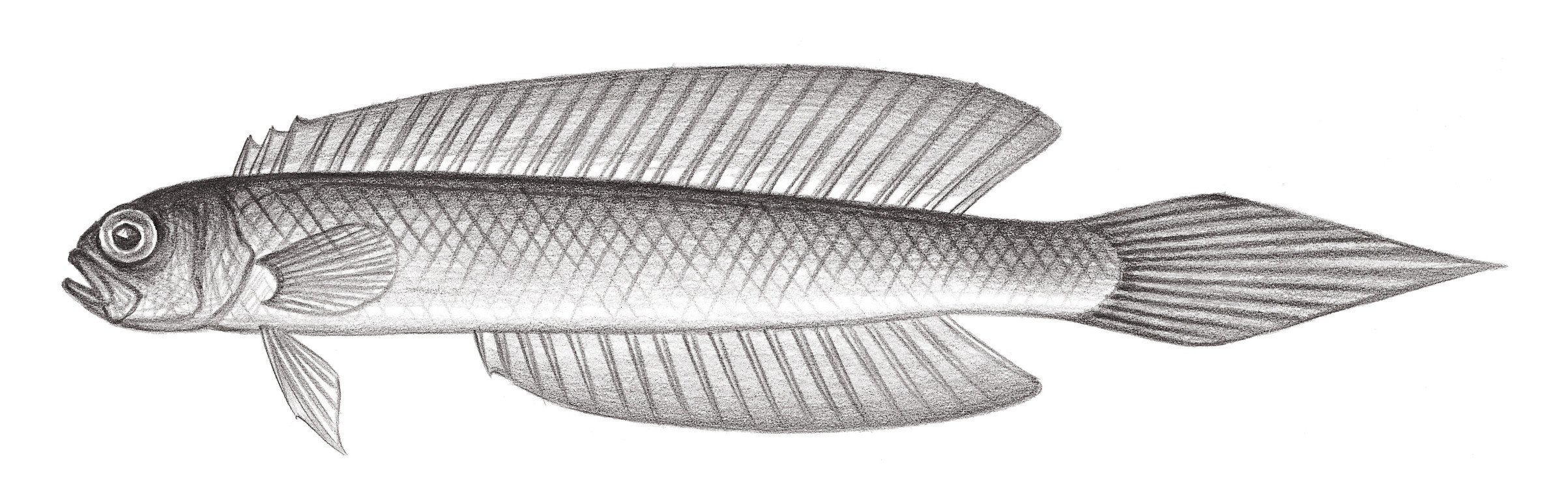 1617.	擬赤刀魚 Pseudocepola taeniosoma Kamohara, 1935