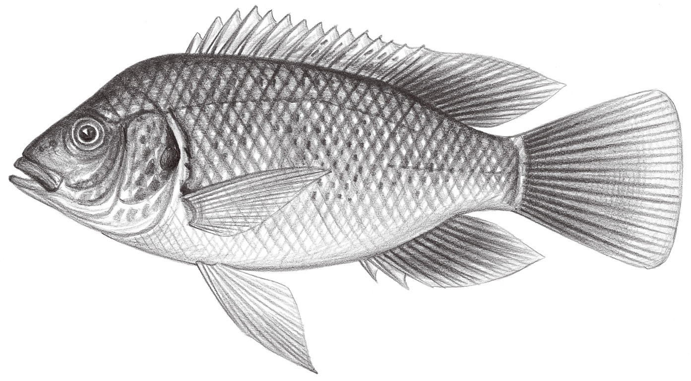 1620.	莫三鼻口孵魚 Oreochromis mossambicus (Peters, 1852)