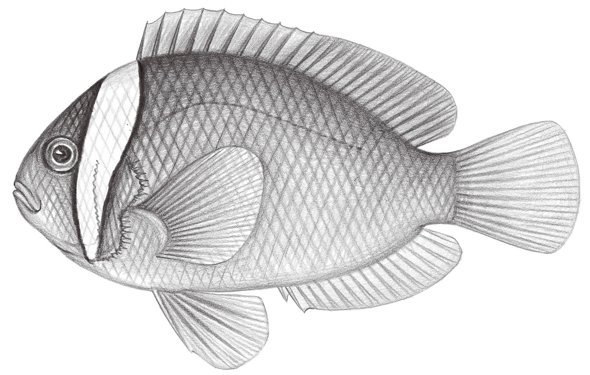 1624.	白條雙鋸齒蓋魚 Amphiprion frenatus Brevoort, 1856