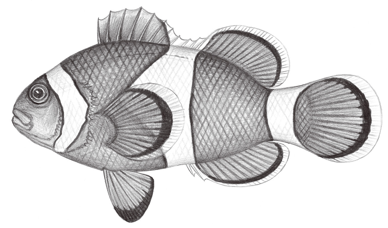 1625.	眼斑雙鋸齒蓋魚 Amphiprion ocellaris Cuvier, 1830