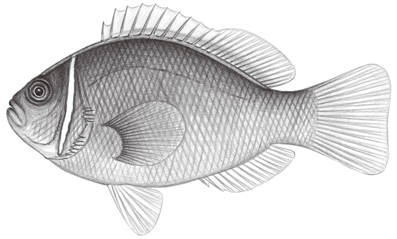 1626.	頸環雙鋸齒蓋魚 Apmpiprion perideraion Bleeker, 1855