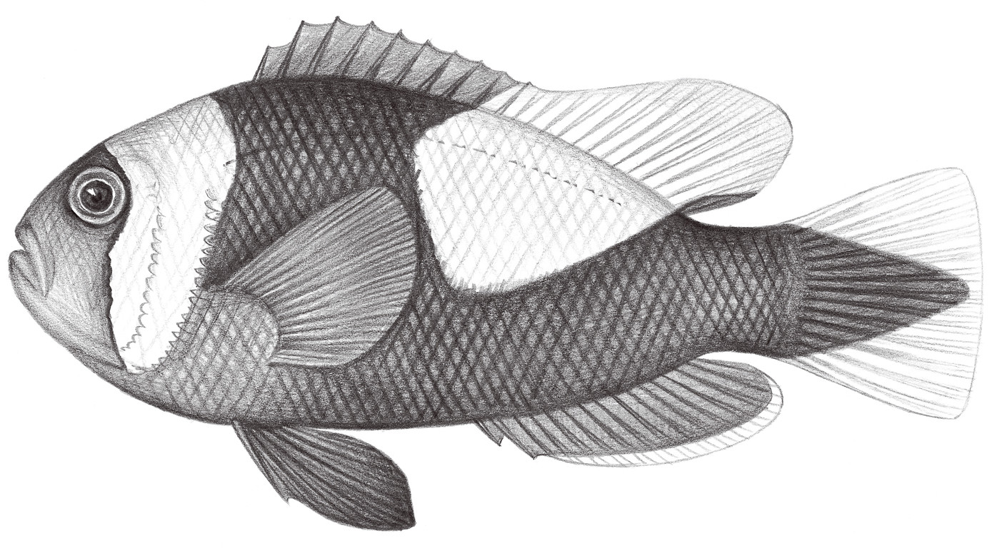 1627.	鞍斑雙鋸齒蓋魚 Amphiprion polymnus (Linnaeus, 1758)