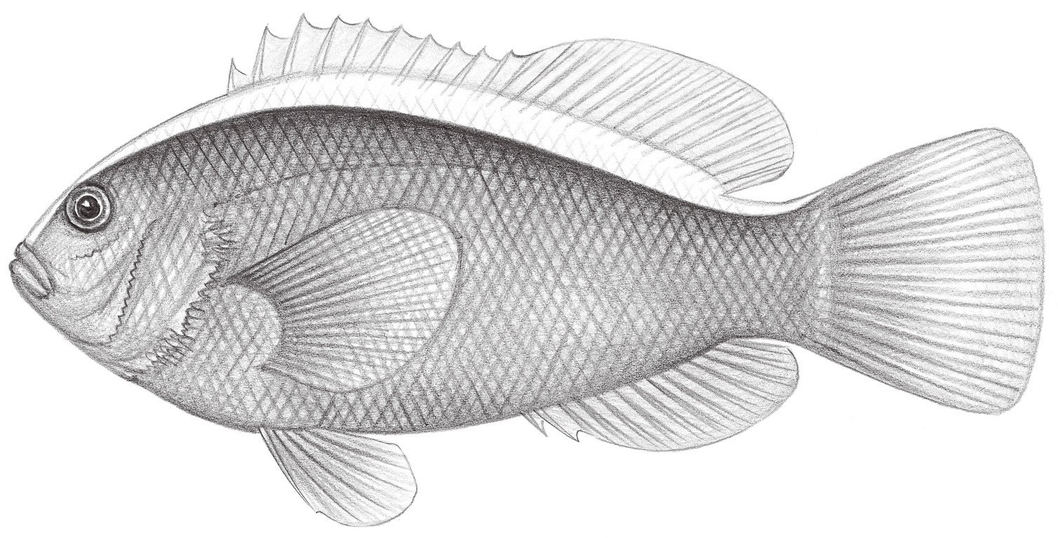 1628.	白背雙鋸齒蓋魚 Amphiprion sandaracinos Allen, 1972