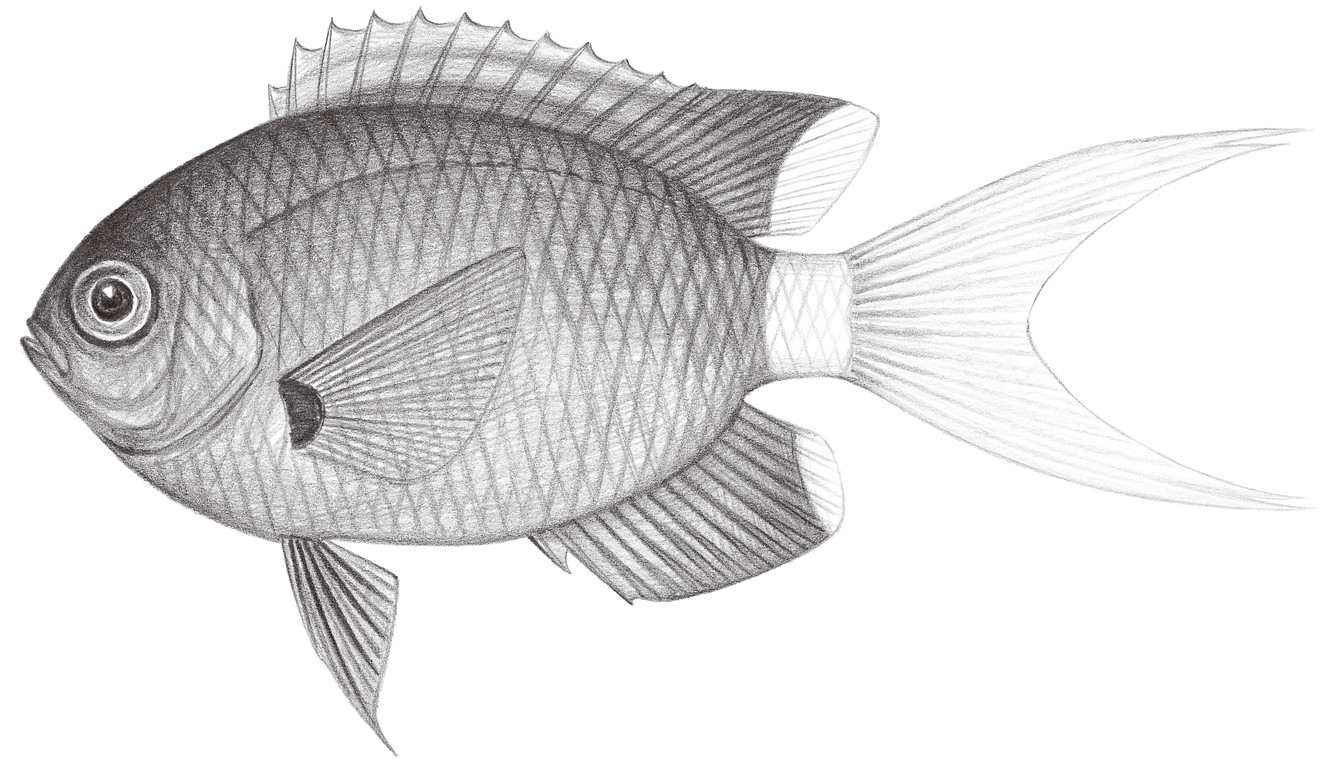1630.	艾氏光鰓魚 Chromis alleni Randall, Ida & Moyer, 1981