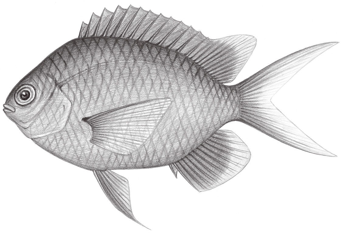1631.	白光鰓魚 Chromis alpha Randall, 1988