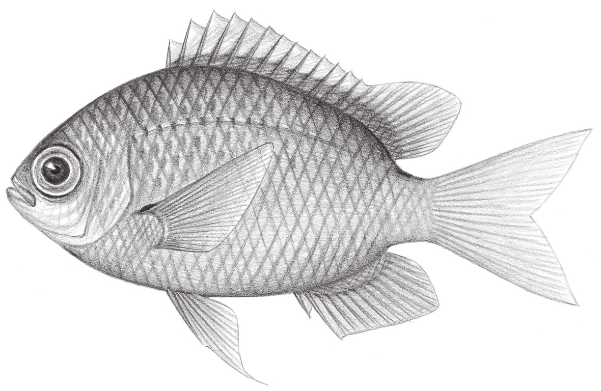 1632.	長臂光鰓魚 Chromis analis (Cuvier, 1830)