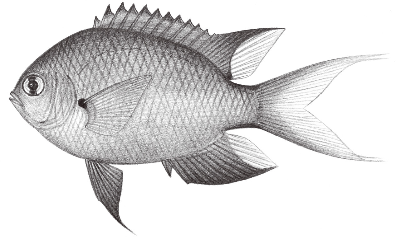 1634.	腋斑光鰓魚 Chromis atripes Fowler & Bean, 1928