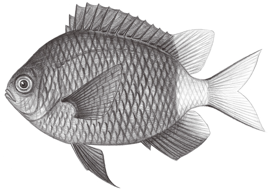 1635.	短身光鰓魚 Chromis chrysurus (Bliss, 1883)