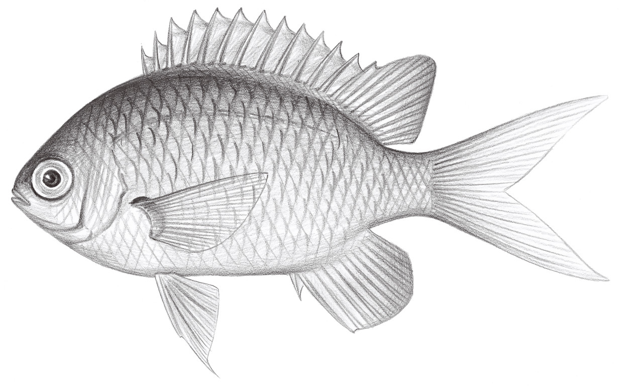 1636.	灰光鰓魚 Chromis cinerascens (Cuvier, 1830)