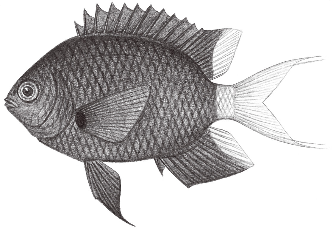 1637.	三角光鰓魚 Chromis dalta Randall, 1988