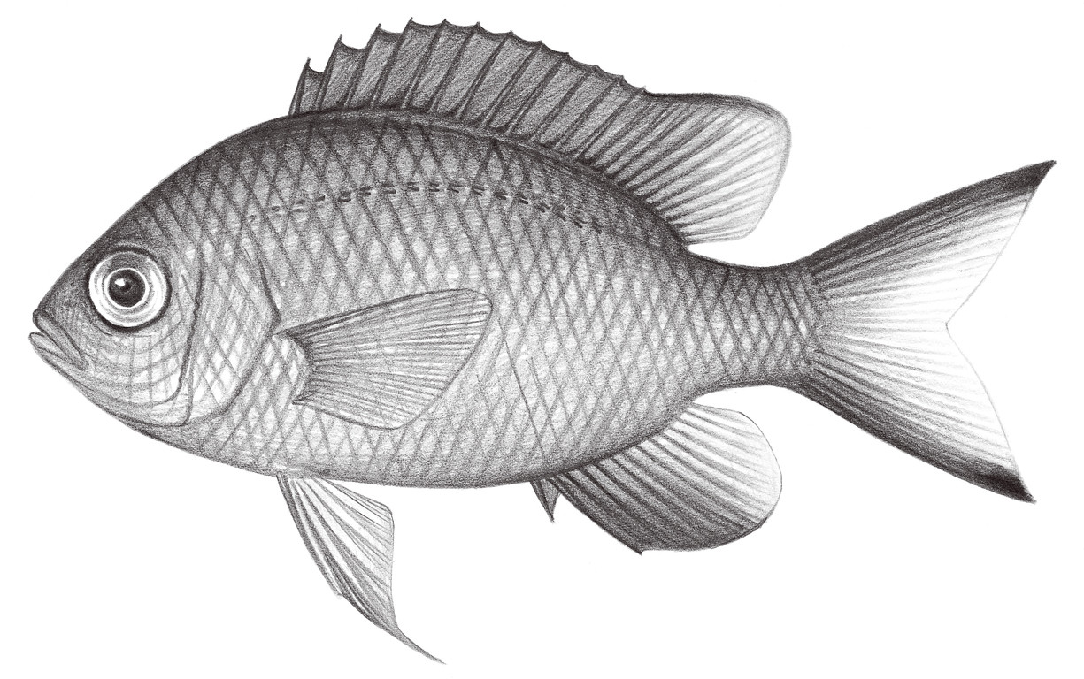 1640.	細鱗光鰓魚 Chromis lepidolepis Bleeker, 1877