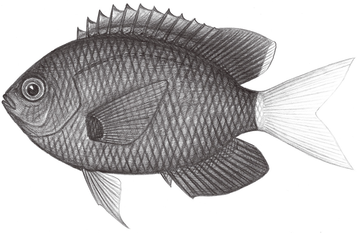 1641.	白尾光鰓魚 Chromis leucura Gilbert, 1905