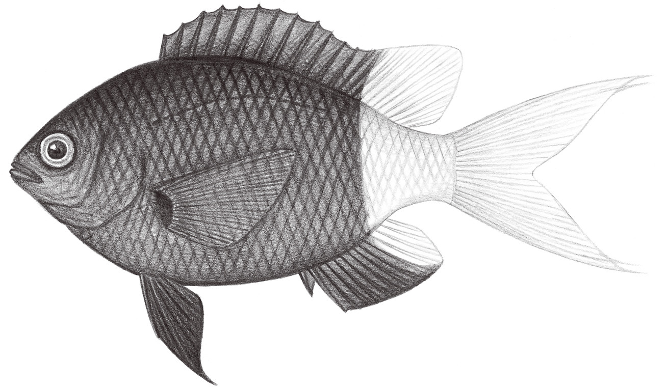 1642.	兩色光鰓魚 Chromis margaritifer Fowler, 1946